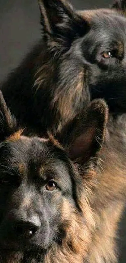 Two majestic German Shepherd dogs with lush, dark fur.