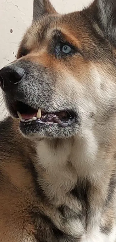 Majestic German Shepherd with blue eyes looking to the side.