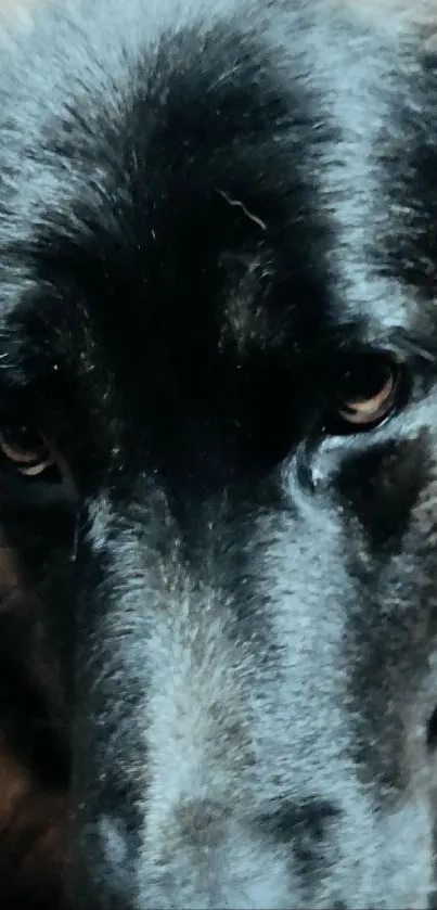Close-up portrait of a German Shepherd, highlighting its expressive eyes and fur.