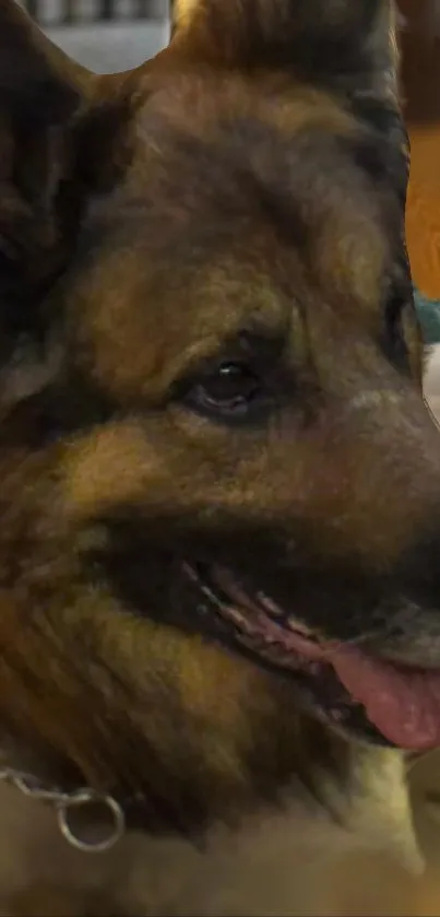 Close-up portrait of a German Shepherd dog.
