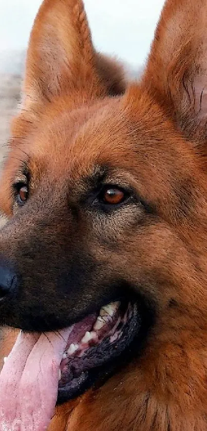 Majestic German Shepherd dog with a striking brown coat and alert expression.