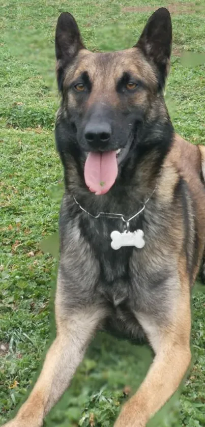 German Shepherd lying on lush green grass, tongue out, in a serene setting.