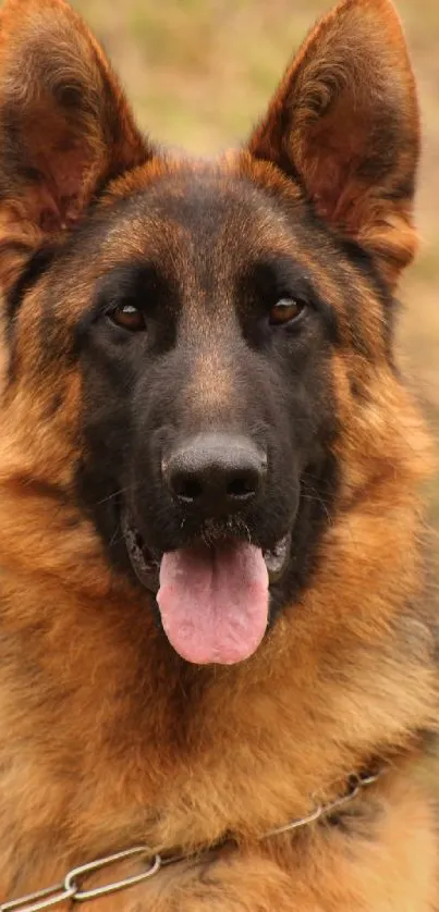 German Shepherd dog in a natural setting, perfect for mobile wallpaper.