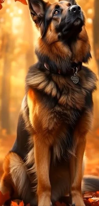 German Shepherd sits in an autumn forest with orange leaves.