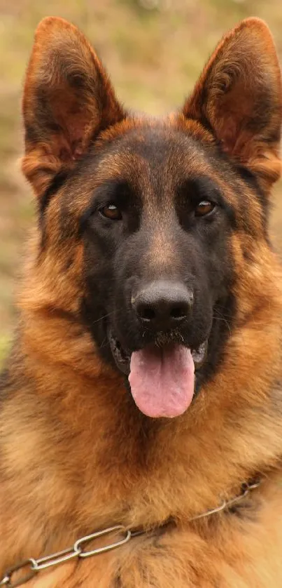 Majestic German Shepherd dog with brown fur in nature setting.