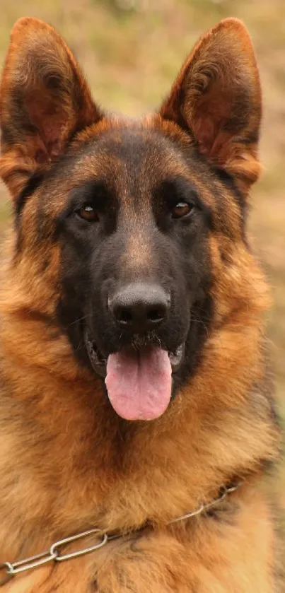 Majestic German Shepherd with rich brown fur on a blurred natural background.