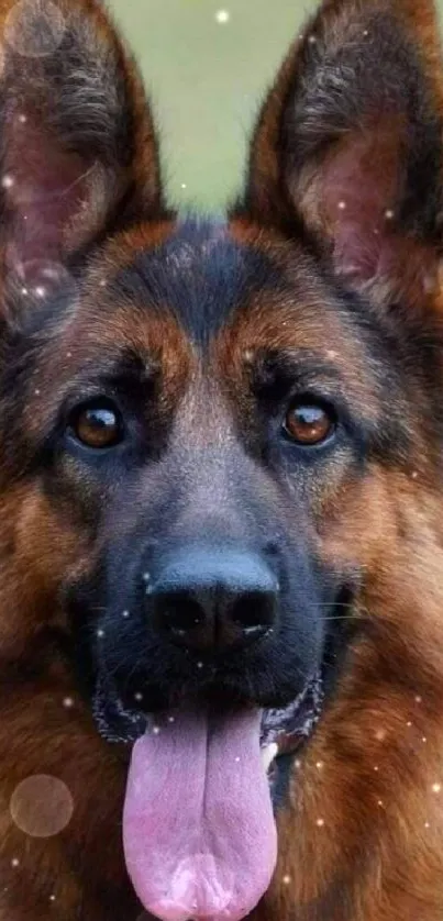 Close-up of a German Shepherd dog with detailed fur and alert expression.