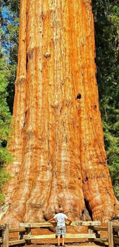 Majestic General Sherman tree in sunlight.