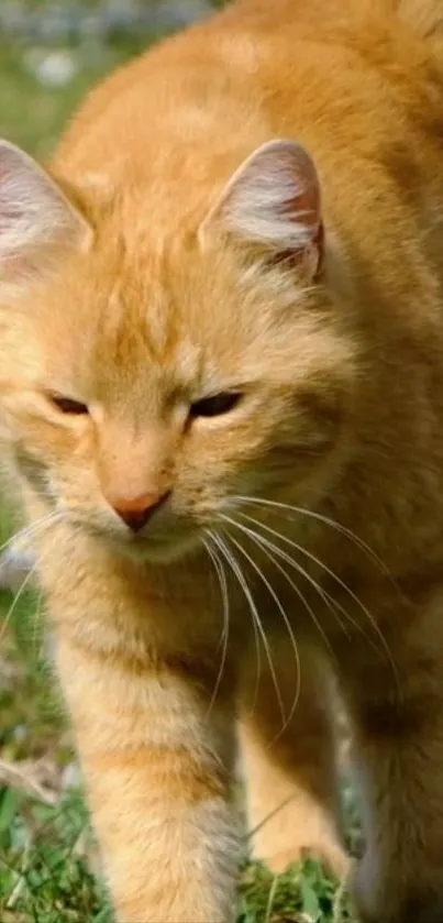 Ginger cat strolling peacefully on green grass.