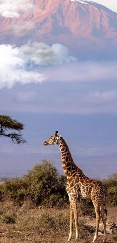 Giraffe in front of Mount Kilimanjaro, serene savannah view.