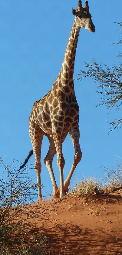 Giraffe standing on a desert hill under a bright blue sky.