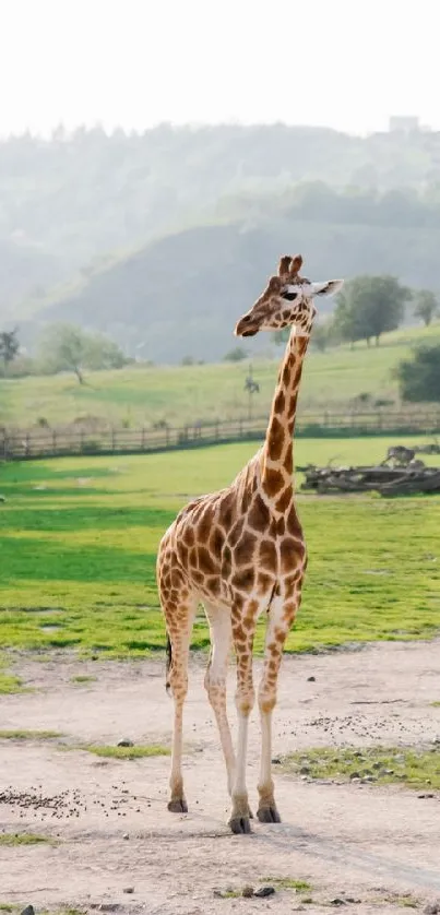 A lone giraffe stands in a lush green field.