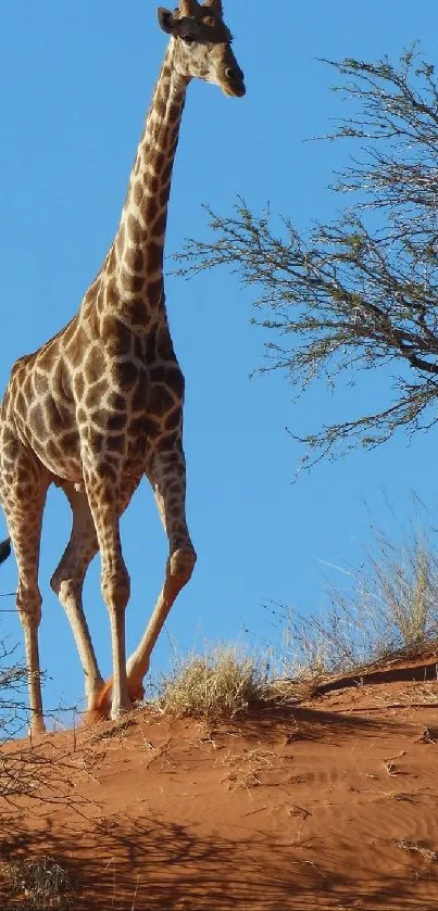 Giraffe under blue sky in savannah landscape.