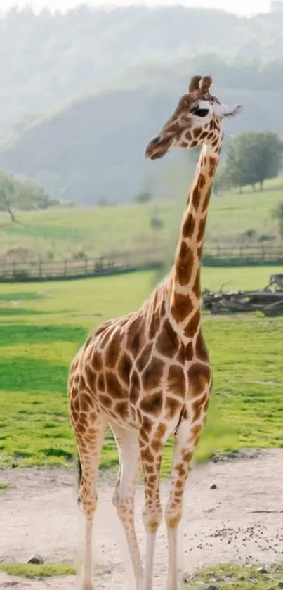 Giraffe standing gracefully in lush Serengeti landscape.