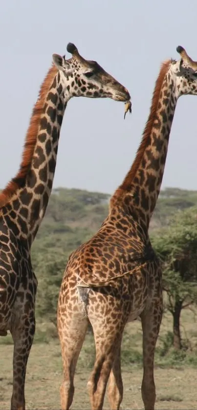 Giraffes roaming in the African savanna with a serene backdrop.