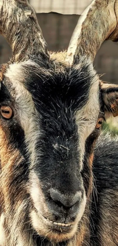 Close-up of a majestic goat with striking horns and intricate fur details.