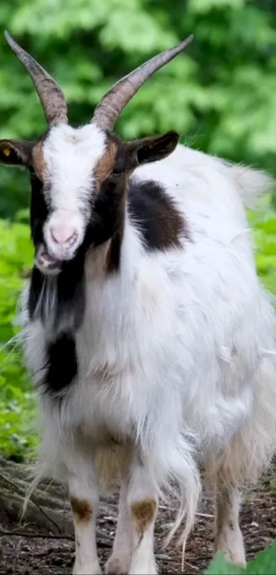 Majestic goat stands in a green forest, showcasing serene wilderness.