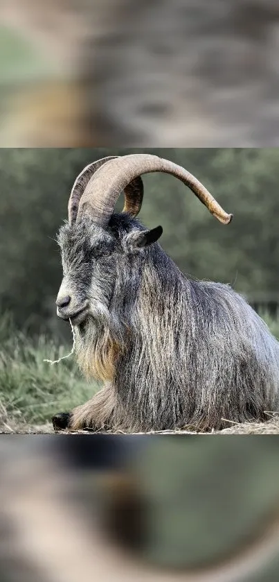 Majestic goat resting in a serene natural setting with green and gray hues.