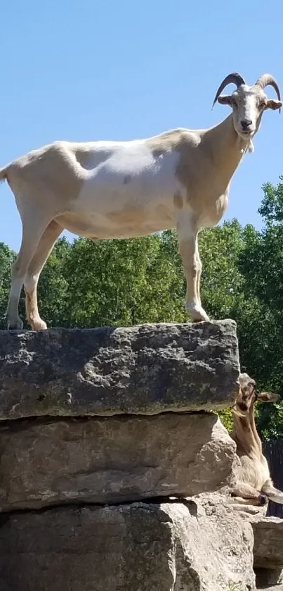 Goat standing on rocks against a clear blue sky in nature scene.