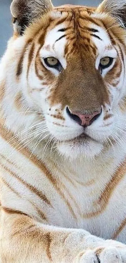 Majestic golden tiger close-up wallpaper for mobile phones.