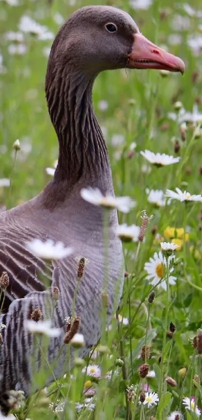Goose standing in a field of daisies.