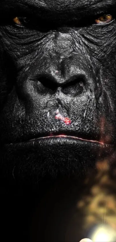 Close-up of a gorilla's face, showcasing intense eyes.