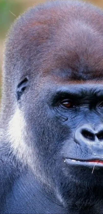 Close-up of a majestic gorilla with an intense gaze.