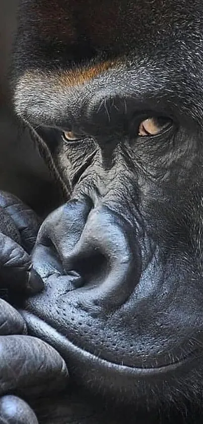 Close-up of a gorilla deep in thought, perfect as a mobile wallpaper.