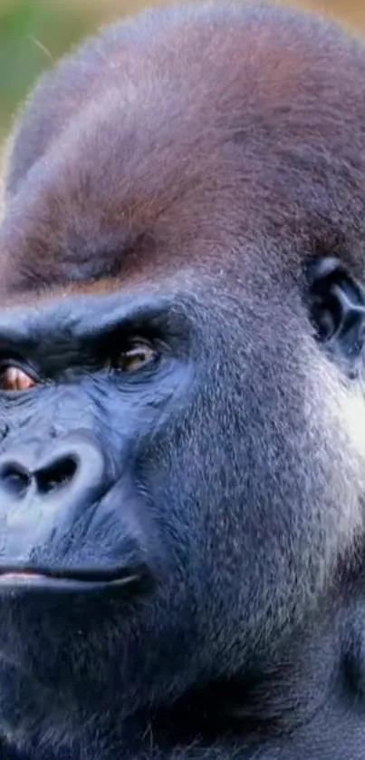 Close-up of a majestic gorilla's face with striking dark gray features.