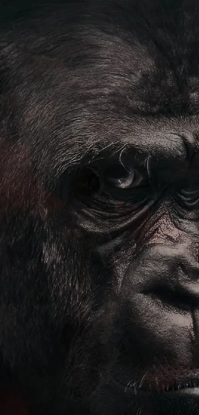 Close-up of a majestic gorilla's face on a mobile wallpaper.