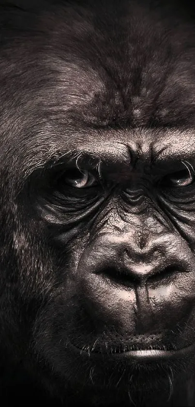 Close-up of a gorilla with an intense gaze against a black background.