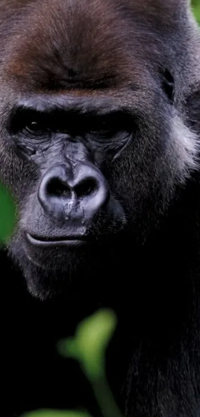 Close-up of a majestic gorilla in lush green jungle.