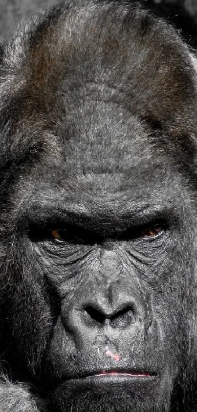 Gorilla staring intensely in a captivating portrait wallpaper.