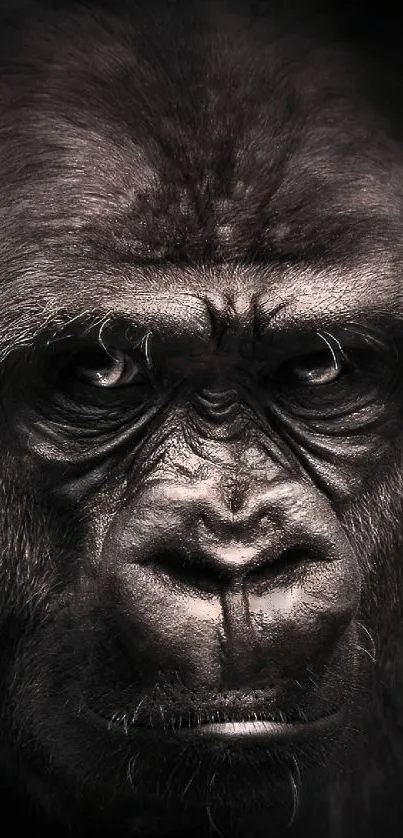 Majestic gorilla portrait with intense gaze in a dark, moody setting.