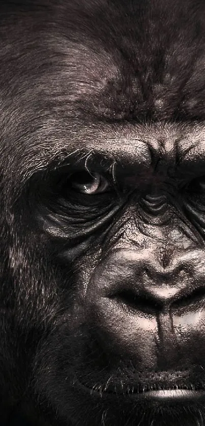 Close-up of a majestic gorilla portrait in dark tones.