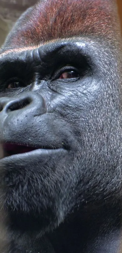 Close-up of a gorilla with intense gaze in a dark gray tone.