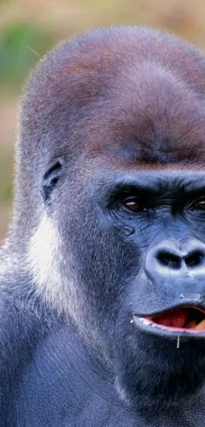 Majestic gorilla close-up wallpaper in gray tones.