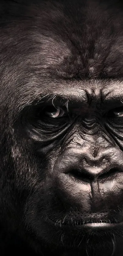 Close-up of a gorilla face with dark, detailed texture.