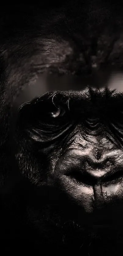 Gorilla face close-up mobile wallpaper with a dark, detailed texture.