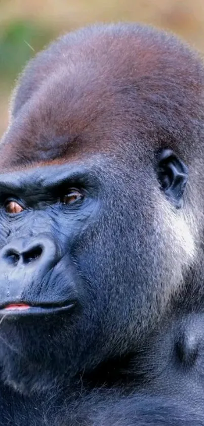 Close-up image of a majestic gorilla for mobile wallpaper.