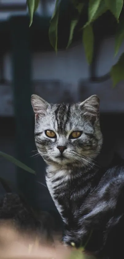 Majestic gray cat with golden eyes in nature.