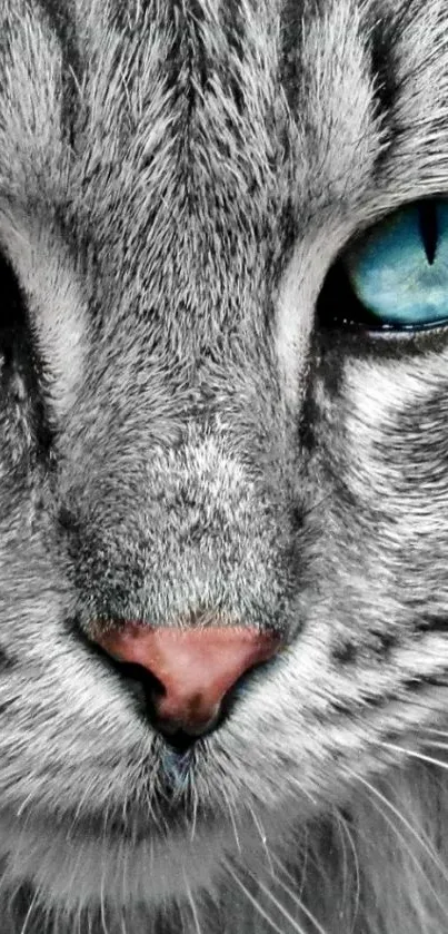 Gray cat with striking blue eyes, close-up portrait.