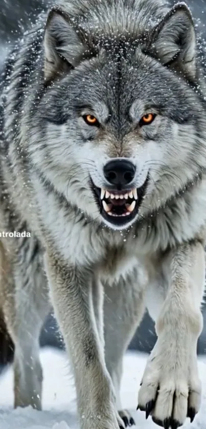 Majestic gray wolf prowling in snowy landscape.