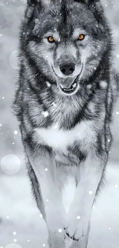 Gray wolf in snow mobile wallpaper with intense eyes.