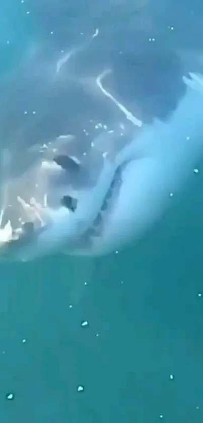 Great White Shark underwater in blue ocean.