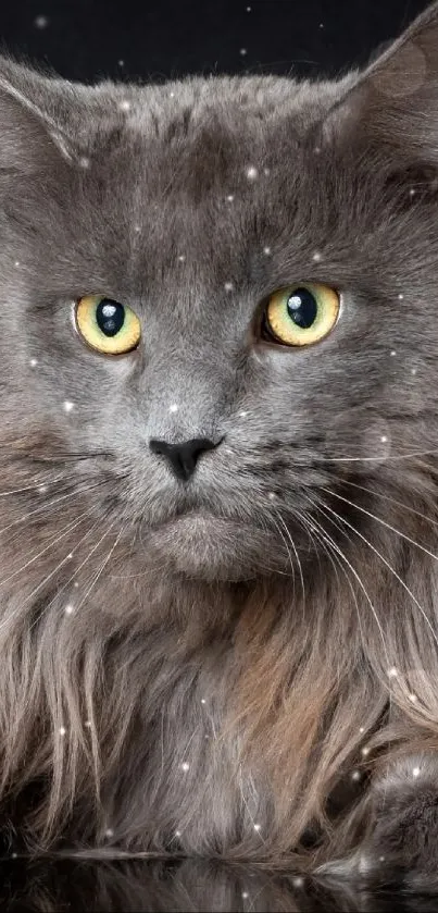 Majestic grey cat with yellow eyes against a dark background.