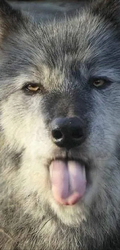 Close-up of a grey wolf sticking out its tongue.