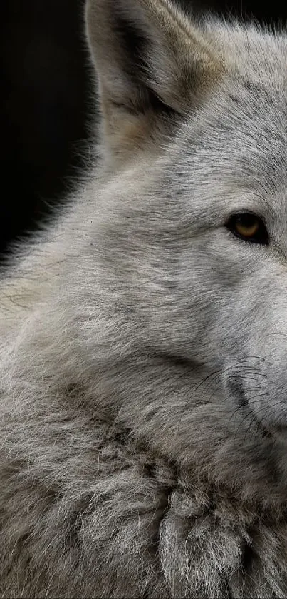 Majestic grey wolf with piercing eyes on a dark background.