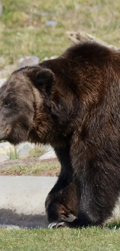Majestic grizzly bear walking in its natural habitat, showcasing wilderness beauty.