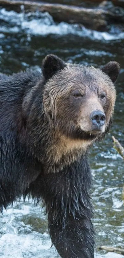 Grizzly bear standing in a flowing river surrounded by nature.